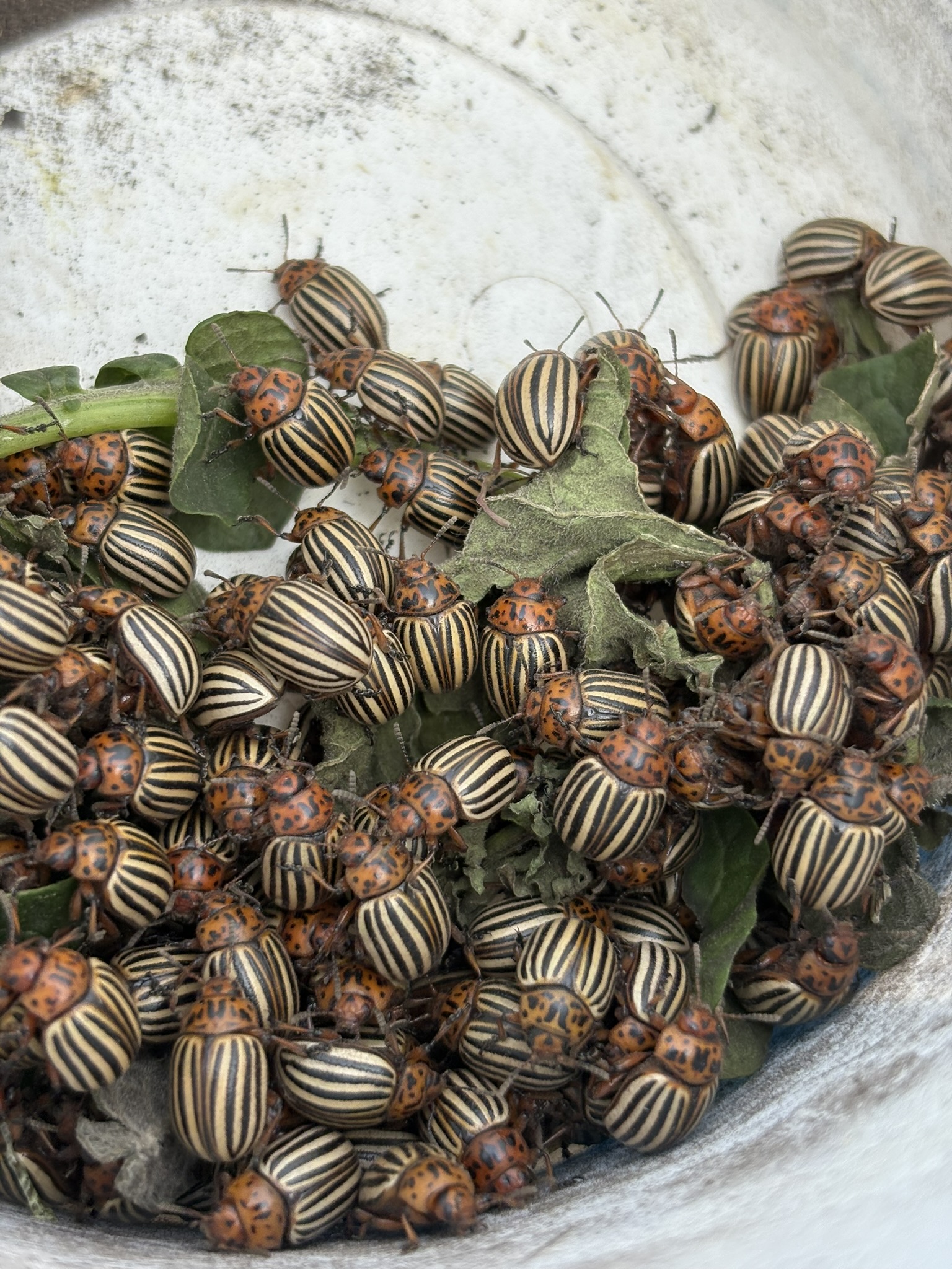 Dakota Gardener: Unwelcome garden visitors